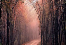 C7娱乐官网:F1引擎轰鸣上海:超级赛事如何撬动城市经济发展新路径.