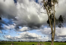 图片报:若特狮伤愈后找不回最佳状态,诺伊尔可能参加世界杯.